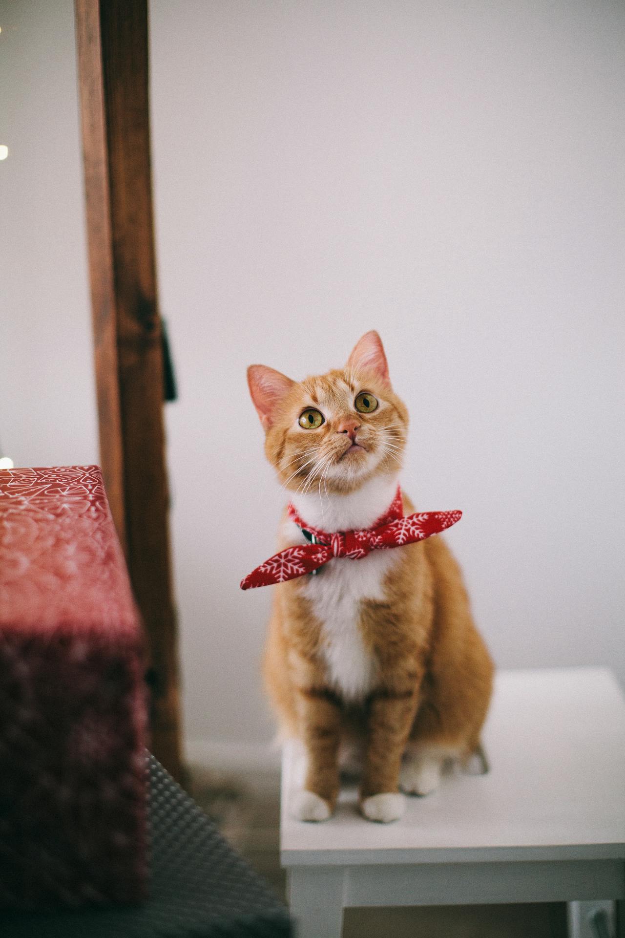 Pet Supplies